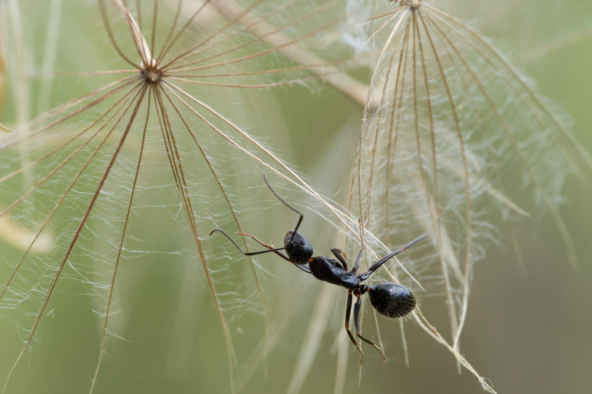 Camponotus aethiops